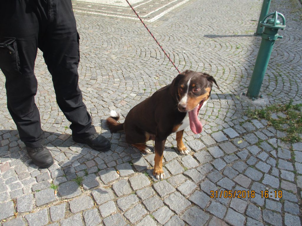 Odchyt psa v ulici Flesarova
